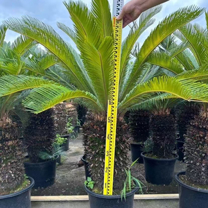 Venta al por mayor de fábrica: Bonsái de palma sago, árboles de vivero naturales vivos, palmeras Cycas auténticas para decoración de interiores y exteriores, hogar, oficina y jardín. - Product Image 1