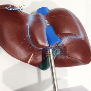 Modelo Anatómico de Hígado Ampliado en PVC con Codificación por Colores de la Vena Portal y Conductos Biliares para Enseñanza Médica, con Certificaciones CE, ISO, ROHS y CNAS - Product Image 4