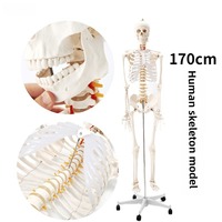 Modèle de squelette humain grandeur nature en plastique PVC de 180 cm pour la formation en sciences médicales et l'anatomie