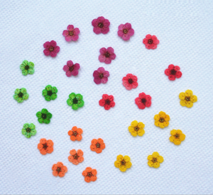 Fiori Pressati Essiccati Veri, Narcisi / Giacinti d'Acqua - Product Image 1