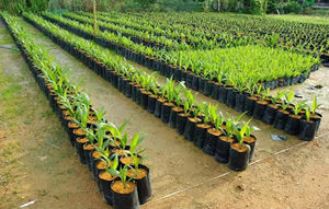 Sacchetto personalizzato per piante con alberello per piante in plastica da 5 galloni sacchetti per vivaio - Product Image 3