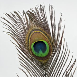 Plumas de Cola de Pavo Real Naturales al por Mayor, 50-120 cm, de Alta Calidad, para Bodas, Carnavales, Festivales, Disfraces, Decoración del Hogar y Manualidades - Product Image 2