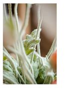 4 Pièces de Fausses Tiges de Coquelicot Artificiel en Soie de Haute Qualité, Fleurs de Printemps au Toucher Réel, 56 cm, pour la Saint-Valentin et les Remises de Diplômes