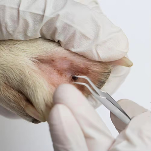 <span class=keywords><strong>2</strong></span>-Trong-1 Chuyên Nghiệp Nhanh Chóng Đánh Dấu Loại Bỏ Công Cụ Cho Mèo Chó Người-Hiệu Quả Thép Không Gỉ Con Chó Đánh Dấu Nhíp Hiện Đại Vật Nuôi Nguồn Cung Cấp - Product Image 3