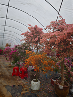 Bunga Hias Bougainvillea Kelopak Ganda Warna Putih Ungu Oranye-Berbilang Warna Tanaman Bonsai