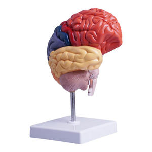 Modelo <span class=keywords><strong>de</strong></span> Cerebro con División Funcional del Hemisferio Derecho, Arterias, Ventriculares, Anatomía del Tronco Cerebral, Neurología, Ciencia Médica - Product Image 2