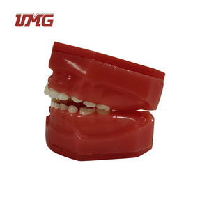 Modèle bébés de dents permanentes, appareil médical pédiatrique, de 5 à 9 ans, nouveau, pour le développement dentaire, modèle anatomique - Product Image 4