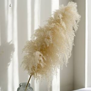 Hierba de Pampas Esponjosa para Decoración del Hogar y Bodas, Flores Secas Naturales, Hierba de Pampas Alta y Esponjosa - Product Image 5