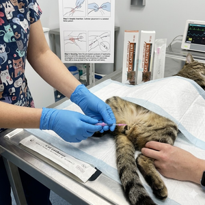 Catéter Desechable para Gatos con Abertura Lateral y Orificio Frontal de 130 mm, Catéteres de Drenaje Urológico Veterinario para Uso en Clínicas y Hospitales Veterinarios - Product Image 4