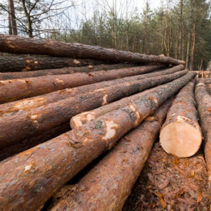 Bois de construction de qualité supérieure en bois dur, Azobé africain, planches d'exportation, longueur 400 cm, diamètre 60 cm, pour meubles - Product Image 1