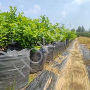 HOKBG 5/7/10/20/30/50/100/200/300 Gallon PP tissé tissu sacs de culture <span class=keywords><strong>myrtille</strong></span> planteur sacs avec poignées pour myrtilles - Product Image 4