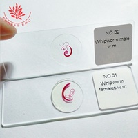 Whipworm Medical Prepared Microscope Parasitology Slides
