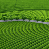 Thé vert matcha de qualité cérémonielle conforme aux normes européennes pour la cérémonie du thé, vente en gros, OEM, ODM, en vrac, MOQ 10 kg