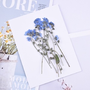 Fleurs séchées bleues naturelles Forget-Me-Not avec tige Don't Forget Me Fleur pressée pour l'artisanat, art en résine - Product Image 6