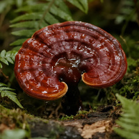 Extrait naturel de Ganoderma Lucidum, contenant 10%-50% de polysaccharides de Ganoderma ; Poudre de Ganoderma