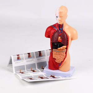 Modelo Anatómico <span class=keywords><strong>del</strong></span> Torso <span class=keywords><strong>del</strong></span> <span class=keywords><strong>Cuerpo</strong></span> <span class=keywords><strong>Humano</strong></span> <span class=keywords><strong>de</strong></span> 28 cm, Modelo <span class=keywords><strong>de</strong></span> 15 <span class=keywords><strong>Partes</strong></span> para Equipo Educativo <span class=keywords><strong>de</strong></span> Ciencias Médicas - Product Image 6