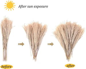 Dried Flowers Dry <strong>Pampasgrass</strong> Decoration Natural Pampas Grass Bouquet for Home Bohemian Autumn - Product Image 4