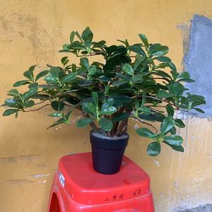 逼真的人造黑橄榄盆栽植物 仿真橄榄树 塑料抗紫外线环保家居办公室酒店装饰 - Product Image 2