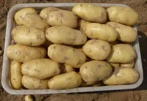 China Potato For Potato Importers