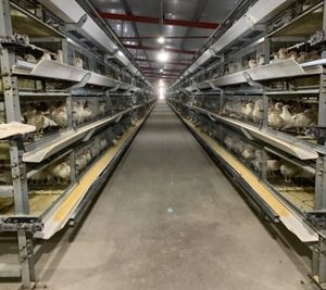 Jaula para Gallos <span class=keywords><strong>de</strong></span> Malla <span class=keywords><strong>de</strong></span> Alambre Galvanizado Tipo A Totalmente Automática, Equipo para Granjas Avícolas, Sistema <span class=keywords><strong>de</strong></span> Alimentación, Jaula para Gallinas Ponedoras - Product Image 1