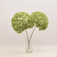 HFlora-bouquet d'hortensias à grandes/petites fleurs, 20-25 cm, plantes naturelles chauffées, avec boîte pour décor mural