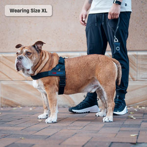 Fascio di imbracatura e guinzaglio personalizzato con Bungee guinzaglio Anti-Shock regolabile e toppa nome personalizzata <span class=keywords><strong>per</strong></span> <span class=keywords><strong>cani</strong></span> - Product Image 3