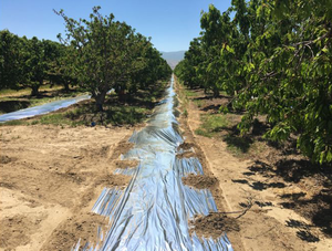 Metallisierte Erde Obstbaum reflektierende MPE <span class=keywords><strong>CPP</strong></span> Silberfolie Rolle landwirtschaftliches Kunststoffprodukt - Product Image 4