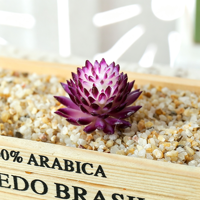 Perlengkapan DIY Kreatif Tanaman Echeveria Chihuahuaensis Simulasi Aksesoris Dinding Tanaman Hijau Buatan Bunga Palsu Pernikahan