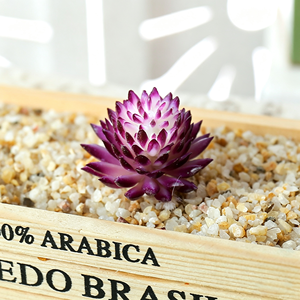 Forniture Creative Fai-da-Te, Piante Artificiali Echeveria Chihuahuaensis, Accessori da Parete, Piante Verdi Finte, Fiori Artificiali per Matrimoni - Product Image 5
