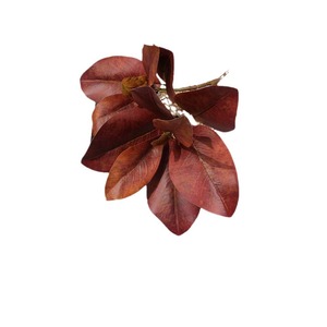 Hojas de Magnolia Simuladas, Flores Artificiales de Plástico, Decoración para Bodas, Accesorios para el Hogar, Moldeado por Inyección, Ecológico - Product Image 5