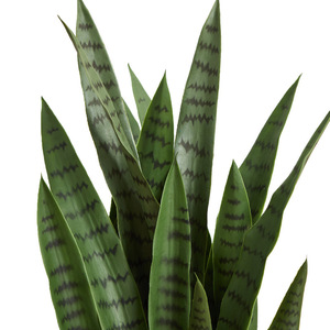 Venta caliente Artificial Tigre Orquídea Serpiente <span class=keywords><strong>Plantas</strong></span> Bonsai <span class=keywords><strong>Plantas</strong></span> para <span class=keywords><strong>Amazon</strong></span> Planta de decoración artificial - Product Image 2