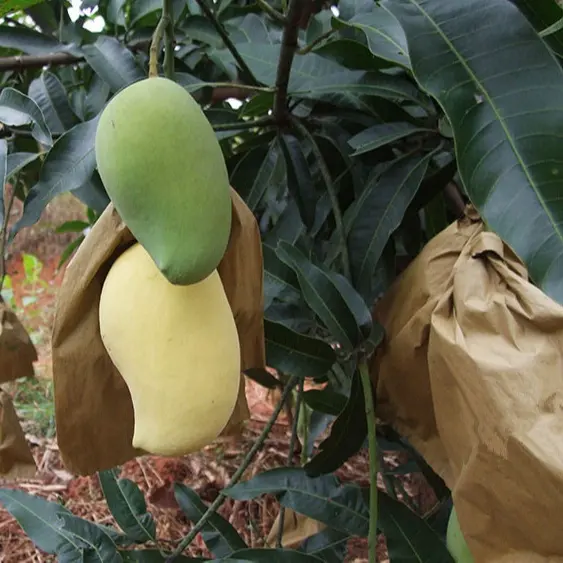 Meyve büyüyen koruma çantaları Mango çantası