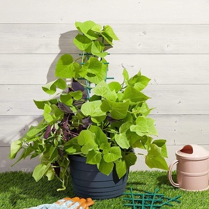 12 Pcs Plastique Jardin Petit Treillis <span class=keywords><strong>Plante</strong></span> Tige <span class=keywords><strong>Support</strong></span> <span class=keywords><strong>pour</strong></span> Plantes Grimpantes Intérieur Extérieur - Product Image 6