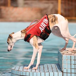 Chaleco de seguridad para mascotas con bolsillo de aire de poliéster ligero, flotación de agua canina sólida para verano, invierno, primavera, equipo de seguridad para nadar para perros - Product Image 5