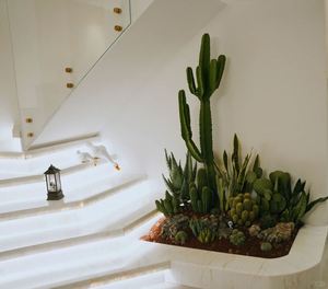 OBL Tùy Chỉnh Nhựa Mô Phỏng Cây Xương Rồng Mọng Nước Sinh Động Nhân Tạo Cây Gai Lê Văn Phòng Tự Làm Cảnh Quan Vườn Tinh Tế - Product Image 3