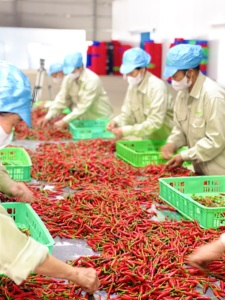 Piment rouge frais surgelé de haute qualité sans tige cru 3-6cm Fabricant vietnamien - Product Image 2