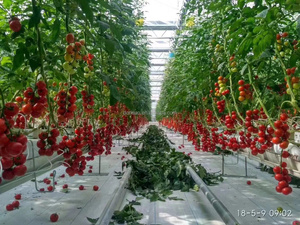 Serra agricola <span class=keywords><strong>pomodoro</strong></span> vivaio pianta supporto per la vita semi di irrigazione sacchetto di plastica in polietilene per piante - Product Image 3