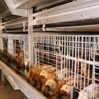 Nouvelle Offre Spéciale : Cage à Poulets en Acier Galvanisé à 4 Niveaux Type H pour l'Élevage de 5000 Poules Pondeuses en Batterie pour Ferme Avicole