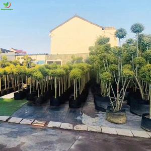 Sacs de plantation en tissu pour sol vivant Smart 100, 150, 200 gallons avec doublure en feuille imperméable pour la culture des plantes de jardin - Product Image 3