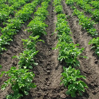 Planteuse de pommes de terre, d'ail et d'oignons efficace pour l'agriculture, montée sur tracteur