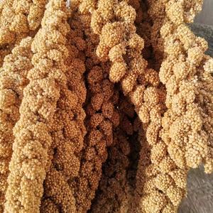 ข้าวฟ่างสีเหลืองสำหรับอาหารนก รุ่นล่าสุด แบบสเปรย์ พร้อมสเปรย์ข้าวฟ่างสีเหลือง - Product Image 6