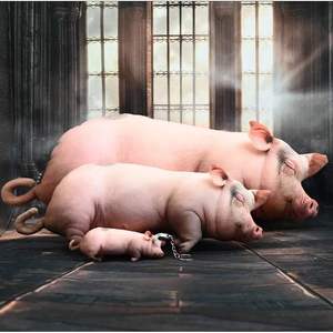 หมอนตุ๊กตาหมูเหมือนจริง ขนาด 15 40 60 80 ซม. ของเล่นสัตว์จำลอง แมว สุนัข ตุ๊กตานุ่มนิ่ม สำหรับเด็ก ของขวัญงานปาร์ตี้ ใช้ได้ทั้งชายหญิง ไส้ใยโพลีเอสเตอร์ - Product Image 2