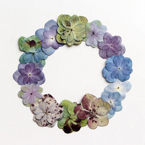 Kuaid Double Hortensia Peinture de fleurs en relief <span class=keywords><strong>Herbier</strong></span> <span class=keywords><strong>Presse</strong></span> à fleurs séchées Marque-page Décoration de visage Fleurs séchées - Product Image 2