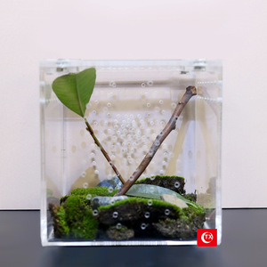 Nouvelles cages en acrylique pour tarantules, enclos d'élevage pour reptiles, berceaux pour araignées avec toit - Product Image 2