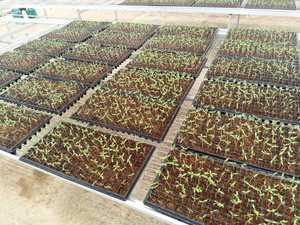 <span class=keywords><strong>Gouttière</strong></span> en plastique croissante de plateau de culture sans sol de <span class=keywords><strong>fraise</strong></span> hydroponique de Nft - Product Image 6