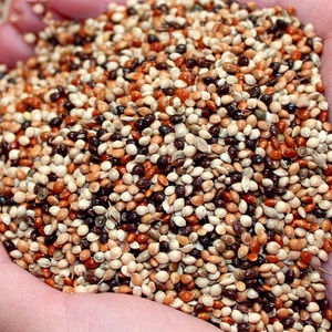Goedkopere 20KGS /25KGS Vijf-Kleur Gierst Dobbelstenen Kanarie/Papegaai/Liefde Vogel Voedsel Groothandel - Product Image 3
