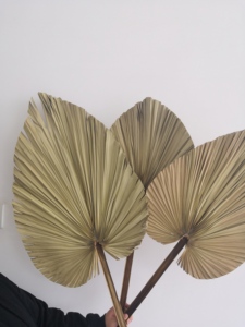 Feuilles de <span class=keywords><strong>palmier</strong></span> séchées Instagram pour la décoration de mariage - Product Image 6