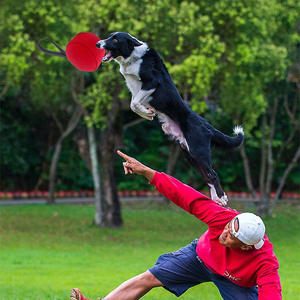 Jouet interactif <span class=keywords><strong>pour</strong></span> <span class=keywords><strong>chien</strong></span> à vibration électrique, avec poignée robuste, durable, écologique, étanche IP67, <span class=keywords><strong>pour</strong></span> l'entraînement - Product Image 3