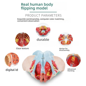 نموذج الحوض الأنثوي مع أربطة العجان والأعصاب من السيليكون التشريحية التعليمية للعلوم الطبية - Product Image 5