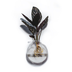 <span class=keywords><strong>Vasi</strong></span> in <span class=keywords><strong>Vetro</strong></span> <span class=keywords><strong>per</strong></span> <span class=keywords><strong>Piante</strong></span> Acquatiche Sospese - Product Image 3
